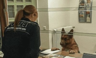 Owczarek niemiecki to bardzo inteligentna rasa, przekonali się o tym policjanci gdy zagubiony pies odwiedził ich na komisariacie