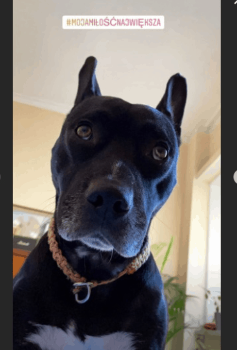 Michał Szpak ponownie zaskoczył na Instagram, gdy wrzucił zdjęcie twierdząc, że to jest największa miłość, ten pies rozkleił serca fanów.