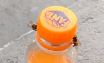 Pszczoły otworzyły butelkę Fanty. Zastanawiacie się jak to zrobiły? Dokładnie tak samo jak my, po prostu trzeba zobaczyć to nagranie.