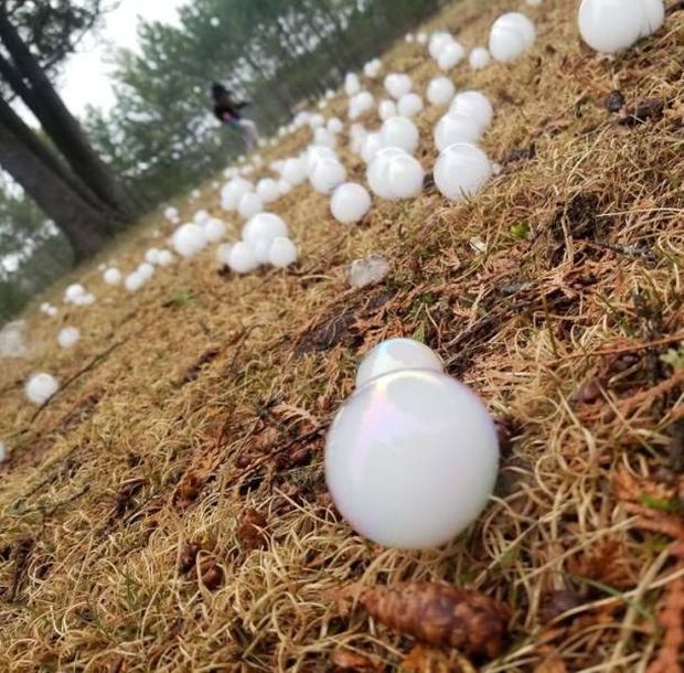 Tajemnicze kule na trawniku okazały się nie tym co wszyscy sądzili. Gdy mężczyzna wyznał prawdę zainicjował ciekawą dyskusję. Niesamowite