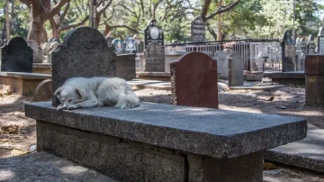 Ten pies od 7 lat śpi na grobie właściciela. Historia porusza serce