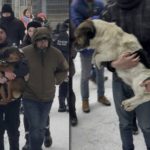 Jeszcze kilka dni temu spór o los zwierząt toczył się głównie w mediach społecznościowych. W piątek przeniósł się na ulice niewielkiego Sobolewa i błyskawicznie podzielił lokalną społeczność. Jedni przyszli alarmować o dramacie psów, inni bronić władz gminy i podważać oskarżenia aktywistów. Gdy emocje sięgały zenitu, z Warszawy popłynął komunikat, który przesądził o dalszym losie schroniska.