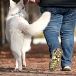 Resort rolnictwa przygotowuje przepisy, które wprowadzą obowiązkowe czipowanie psów i utworzenie Krajowego Rejestru Oznakowania Psów i Kotów. Zgodnie z założeniami państwo przeznaczy na ten system ponad 130 mln zł w ciągu 10 lat. Rejestr ma objąć wszystkie psy oraz część kotów i pozwolić na jednoznaczną identyfikację zwierząt w całym kraju. System zintegruje się z aplikacją mObywatel, co umożliwi szybki dostęp do danych także służbom i samorządom.