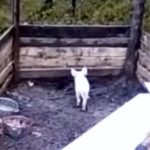 Prosiątko nie przybierało na wadze, mimo że codziennie dostawało solidne porcje jedzenia. Właściciele byli przekonani, że zwierzę jest zdrowe – miało apetyt i teoretycznie zjadało ogromne ilości pokarmu. A jednak waga ani drgnęła.