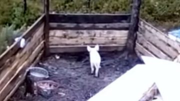 Przez 3 miesiące karmili prosiaka, ale ten nie tył. Zamontowali kamerę i wtedy poznali straszną prawdę